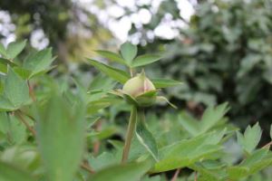 丰收节枸杞红了！中宁小伙借抖音电商让枸杞远销各地